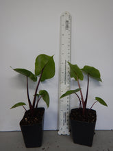 Load image into Gallery viewer, DARK STAR** ELEPHANT EAR **Alocasia** Rooted Starter Plants