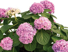 Load image into Gallery viewer, ***DOUBLE DOWN* **Hydrangea Macrophylla Starter Plant
