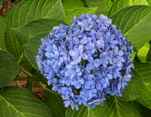 Load image into Gallery viewer, ***DOUBLE DOWN* **Hydrangea Macrophylla Starter Plant