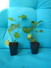 Load image into Gallery viewer, BEER'S BLACK~~ Fig Tree Live Starter Plant (Dwarf Habit) ~ Ficus carica~ USA