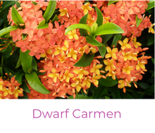 Load image into Gallery viewer, Dwarf Carmen Ixora