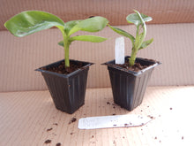 Load image into Gallery viewer, Truly Tiny Musa - DWARF GREEN - Live Banana Tree-Ships in Pot-USA Seller-