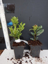 Load image into Gallery viewer, Dwarf Carmen Ixora