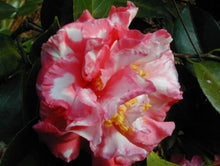 Load image into Gallery viewer, ****DAIKAGURA**** Bicolor Bloom Camellia Japonica-Live Starter Plant