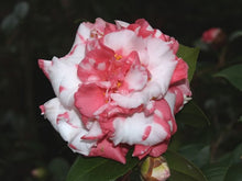 Load image into Gallery viewer, ****DAIKAGURA**** Bicolor Bloom Camellia Japonica-Live Starter Plant