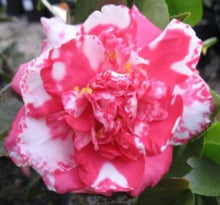 Load image into Gallery viewer, ****DAIKAGURA**** Bicolor Bloom Camellia Japonica-Live Starter Plant