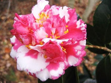Load image into Gallery viewer, ****DAIKAGURA**** Bicolor Bloom Camellia Japonica-Live Starter Plant