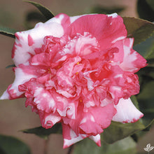 Load image into Gallery viewer, ****DAIKAGURA**** Bicolor Bloom Camellia Japonica-Live Starter Plant