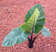 Load image into Gallery viewer, DARK STAR** ELEPHANT EAR **Alocasia** Rooted Starter Plants