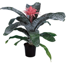 Load image into Gallery viewer, MEDIUM SIZE~Aechma Fasiata Bromeliad~AKA~ Silver King or Silver Vase~~ROOTED PLANT~SHIPPED BARE ROOT!