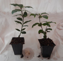 Load image into Gallery viewer, Laurus nobilis**BAY LEAF TREE**Bay Laurel**Sweet Bay**Live Plant**SHIPS IN POT