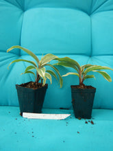 Load image into Gallery viewer, **MISS ANDREA** Cordyline Terminalis Hawaiian Ti Plant**AKA Good Luck Plants