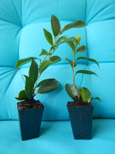 Load image into Gallery viewer, ***SHIBORI-EGAO* **Bicolor Bloom Camellia Japonica-Live Starter Plant