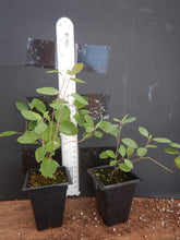 Load image into Gallery viewer, ***TRUMPET CORAL HONEYSUCKLE VINE*** Lonicera Sempervirens Rooted Starter Plant