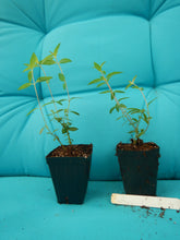 Load image into Gallery viewer, **BATFACE** Cuphea IIavea **AKA Georgia Scarlet** Rooted Starter Plant **RARE HTF**