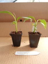 Load image into Gallery viewer, BASJOO BANANA TREE