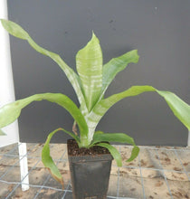 Load image into Gallery viewer, MEDIUM SIZE~Aechma Fasiata Bromeliad~AKA~ Silver King or Silver Vase~~ROOTED PLANT~SHIPPED BARE ROOT!