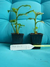 Load image into Gallery viewer, ***Hawaiian Hot Pink*** Ginger Alpinia Purpurata Starter Plant