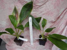 Load image into Gallery viewer, **EXOTICA** Cordyline Terminalis Hawaiian Ti Plant**AKA Good Luck Plants