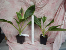 Load image into Gallery viewer, **EXOTICA** Cordyline Terminalis Hawaiian Ti Plant**AKA Good Luck Plants