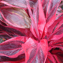 Load image into Gallery viewer, **ELECTRA** Cordyline Terminalis Hawaiian Ti Plant**AKA Good Luck Plants