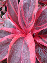 Load image into Gallery viewer, **ELECTRA** Cordyline Terminalis Hawaiian Ti Plant**AKA Good Luck Plants