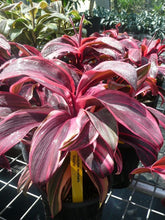 Load image into Gallery viewer, **ELECTRA** Cordyline Terminalis Hawaiian Ti Plant**AKA Good Luck Plants