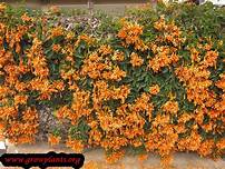Load image into Gallery viewer, **FLORIDA FLAME VINE**Pyrostegia Venusta**Well Rooted Plant**ATTRACTS HUMMINGBIRDS & BUTTERFLIES
