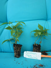 Load image into Gallery viewer, **FLORIDA FLAME VINE**Pyrostegia Venusta**Well Rooted Plant**ATTRACTS HUMMINGBIRDS & BUTTERFLIES