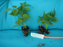 Load image into Gallery viewer, **FLORIDA FLAME VINE**Pyrostegia Venusta**Well Rooted Plant**ATTRACTS HUMMINGBIRDS & BUTTERFLIES