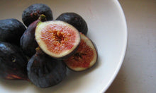 Load image into Gallery viewer, BEER'S BLACK~~ Fig Tree Live Starter Plant (Dwarf Habit) ~ Ficus carica~ USA