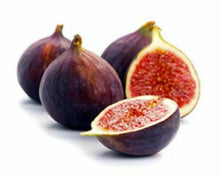 Load image into Gallery viewer, BEER'S BLACK~~ Fig Tree Live Starter Plant (Dwarf Habit) ~ Ficus carica~ USA