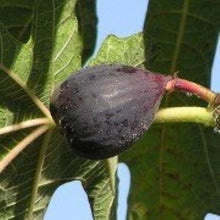 Load image into Gallery viewer, BEER'S BLACK~~ Fig Tree Live Starter Plant (Dwarf Habit) ~ Ficus carica~ USA