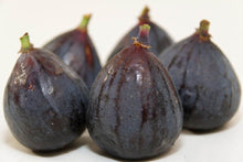 Load image into Gallery viewer, BEER'S BLACK~~ Fig Tree Live Starter Plant (Dwarf Habit) ~ Ficus carica~ USA