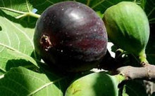 Load image into Gallery viewer, Black Mission Fig Tree