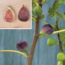 Load image into Gallery viewer, Black Mission Fig Tree