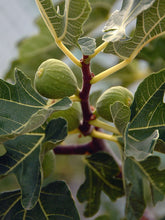 Load image into Gallery viewer, Kadota~Fig Tree Live Starter Plant ~Ficus carica~ Made Newtons Cookies Famous!