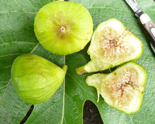 Load image into Gallery viewer, Kadota~Fig Tree Live Starter Plant ~Ficus carica~ Made Newtons Cookies Famous!