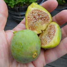 Load image into Gallery viewer, Kadota~Fig Tree Live Starter Plant ~Ficus carica~ Made Newtons Cookies Famous!