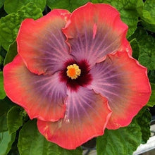 Load image into Gallery viewer, ***5TH DIMENSION*** Rooted Exotic Tropical Hibiscus Plant* **AKA Fancy Hibiscus