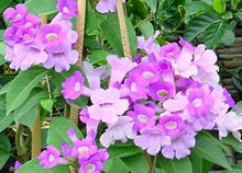 Load image into Gallery viewer, GARLIC VINE Mansoa Alliacea- SMALL Starter Plant-Beautiful Purple Trumpet Flowers-RARE*