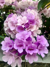 Load image into Gallery viewer, GARLIC VINE Mansoa Alliacea- SMALL Starter Plant-Beautiful Purple Trumpet Flowers-RARE*
