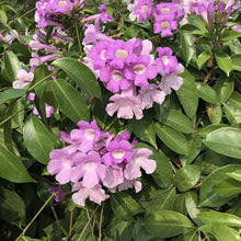 Load image into Gallery viewer, GARLIC VINE Mansoa Alliacea- SMALL Starter Plant-Beautiful Purple Trumpet Flowers-RARE*