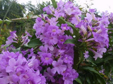 Load image into Gallery viewer, GARLIC VINE Mansoa Alliacea- SMALL Starter Plant-Beautiful Purple Trumpet Flowers-RARE*
