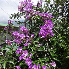 Load image into Gallery viewer, GARLIC VINE Mansoa Alliacea- SMALL Starter Plant-Beautiful Purple Trumpet Flowers-RARE*