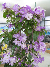 Load image into Gallery viewer, GARLIC VINE Mansoa Alliacea- SMALL Starter Plant-Beautiful Purple Trumpet Flowers-RARE*