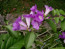 Load image into Gallery viewer, GARLIC VINE Mansoa Alliacea- SMALL Starter Plant-Beautiful Purple Trumpet Flowers-RARE*