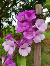 Load image into Gallery viewer, GARLIC VINE Mansoa Alliacea- SMALL Starter Plant-Beautiful Purple Trumpet Flowers-RARE*