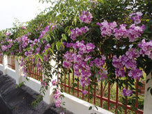 Load image into Gallery viewer, GARLIC VINE Mansoa Alliacea- SMALL Starter Plant-Beautiful Purple Trumpet Flowers-RARE*