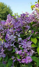 Load image into Gallery viewer, GARLIC VINE Mansoa Alliacea- SMALL Starter Plant-Beautiful Purple Trumpet Flowers-RARE*